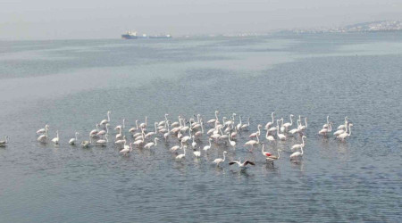 Flamingoların İzmit Körfezi'ne olan tutkusu fotoğraf karesine yansıdı