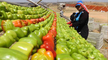 Gaziantep'te kurutmalıklar güneşe bırakıldı