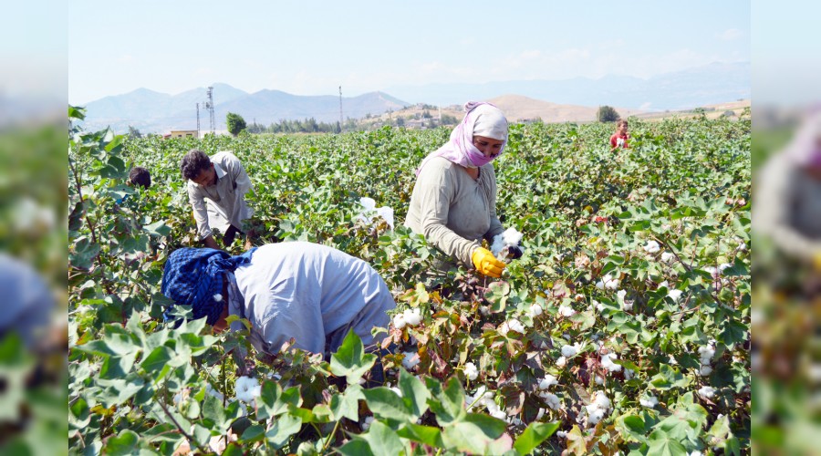 Gaziantep'te pamuk hasad� ba�lad�