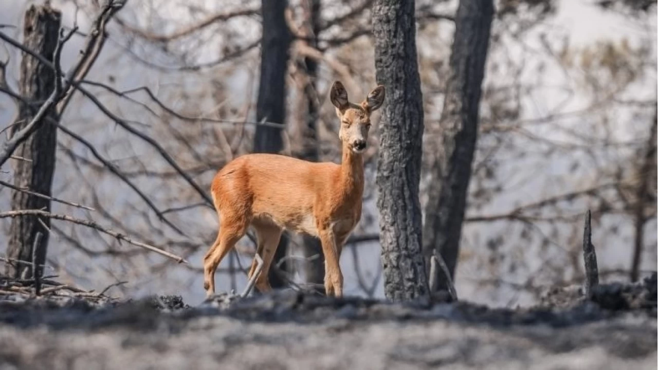Gelibolu yang�n�nda alevlerden ka�an karaca g�r�nt�lendi