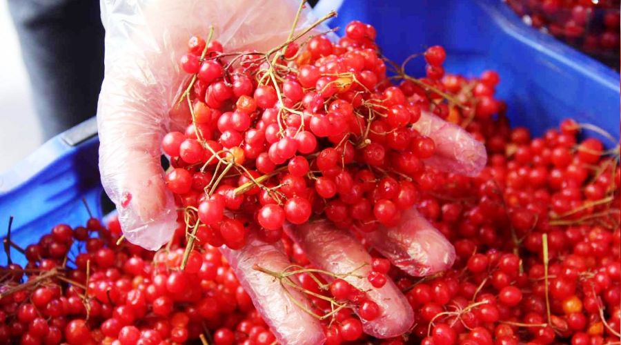 'Gençlik iksiri' kış öncesi rağbet görüyor