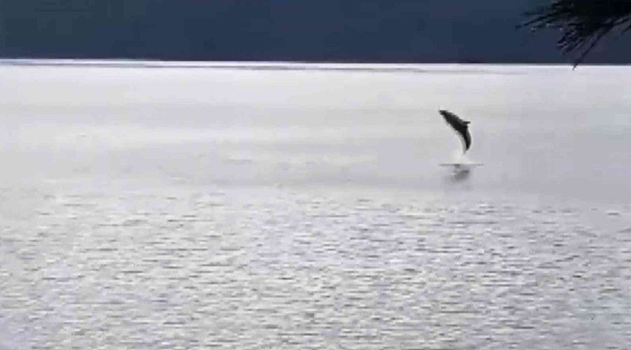 G�kova K�rfezinde Yunus bal�klar�ndan g�rsel ��len