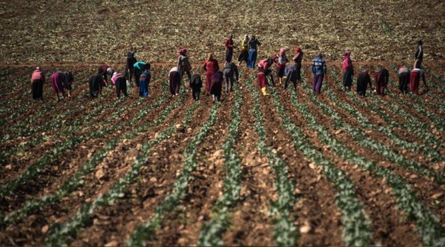 Gübre fiyatlarına 16 ayda 37'nci zam