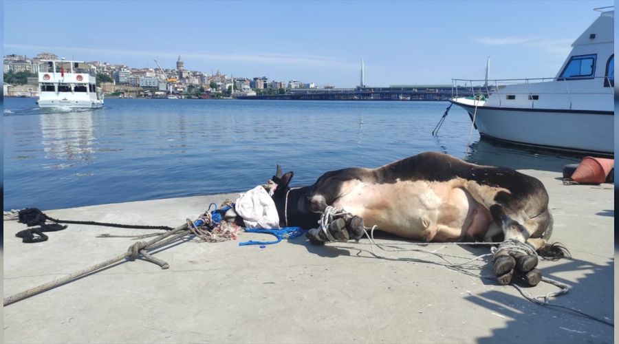 Hali'e den bykba hayvan deniz polisi tarafndan kurtarld