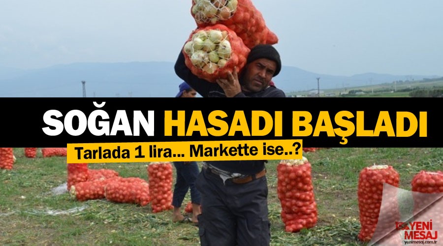 Hasat başladı! Soğan tarlada 1 lira markette...