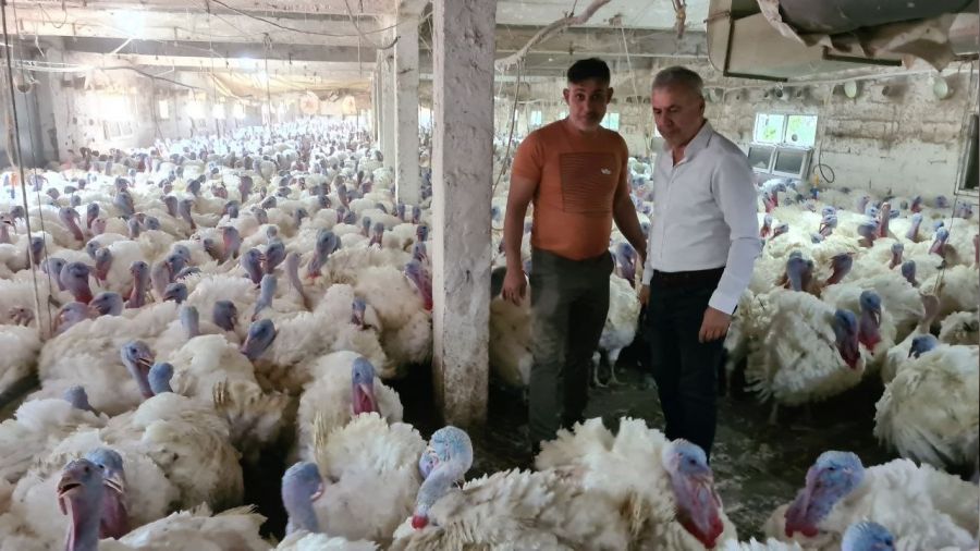 Hindi yetiştiriciliğinde taleplere yetişemiyor