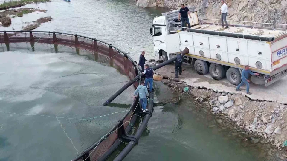 �hra� edilecek 'T�rk somonlar�' i�in yavru bal�klar suya b�rak�ld�