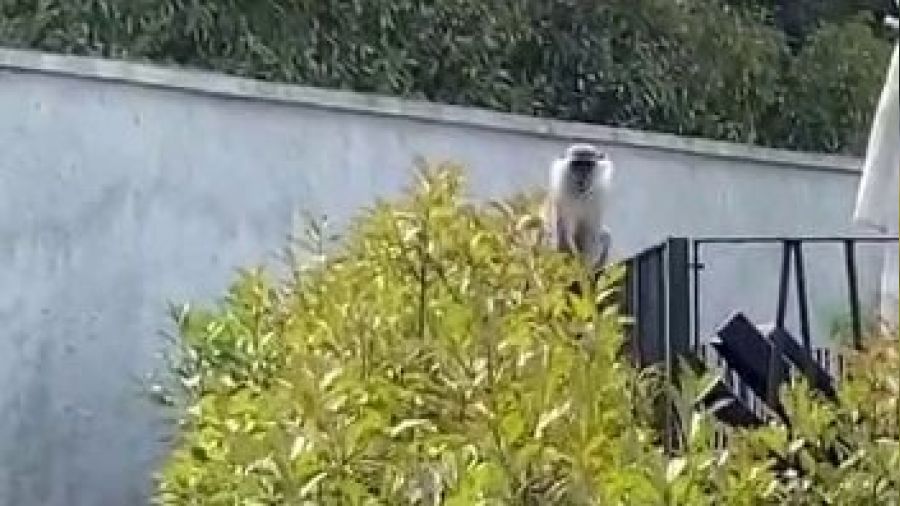 İstanbul Bağcılar'da maymun şaşkınlığı