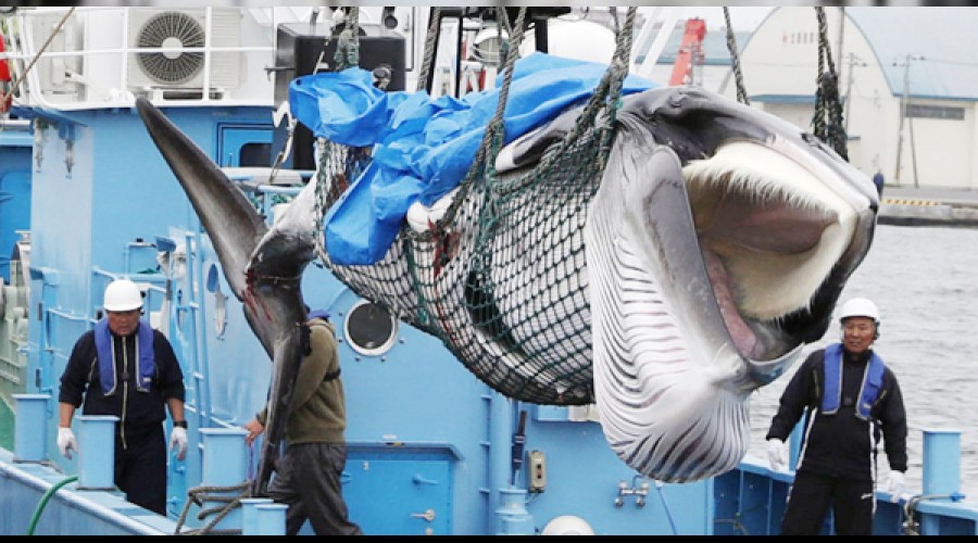Japonya, 31 y�l sonra balina av�na geri d�nd�