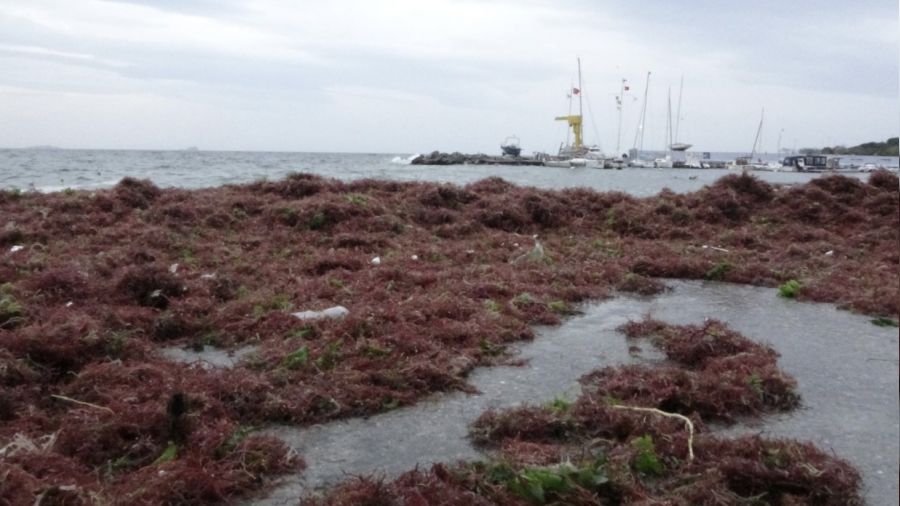 Kad�k�y'� k�rm�z� yosunlar vurdu