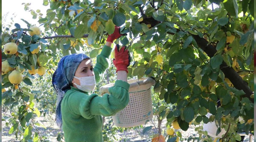 Kahramanmaraş'ta ayva hasadı başladı