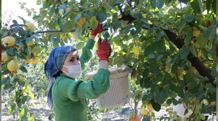 Kahramanmaraş'ta ayva hasadı başladı