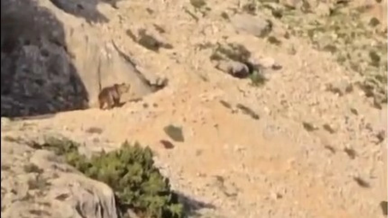 Kahramanmaraş'ta hayvanlarını otlatan çoban, ayı ile karşılaştı