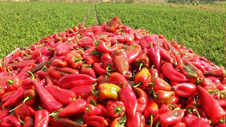 Kapya biber yüz güldürüyor