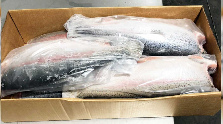 Karadeniz somonu, Norve� somonuna rakip