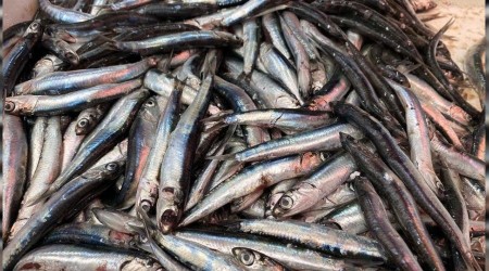Karadeniz'de hamsi sürprizi