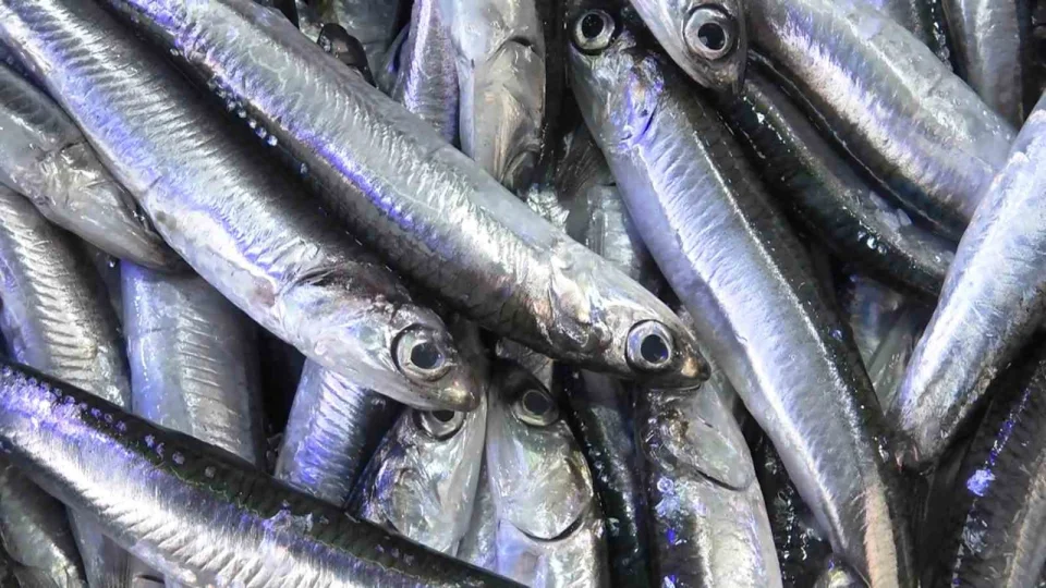 Karadeniz'de hamside Ramazan bereketi