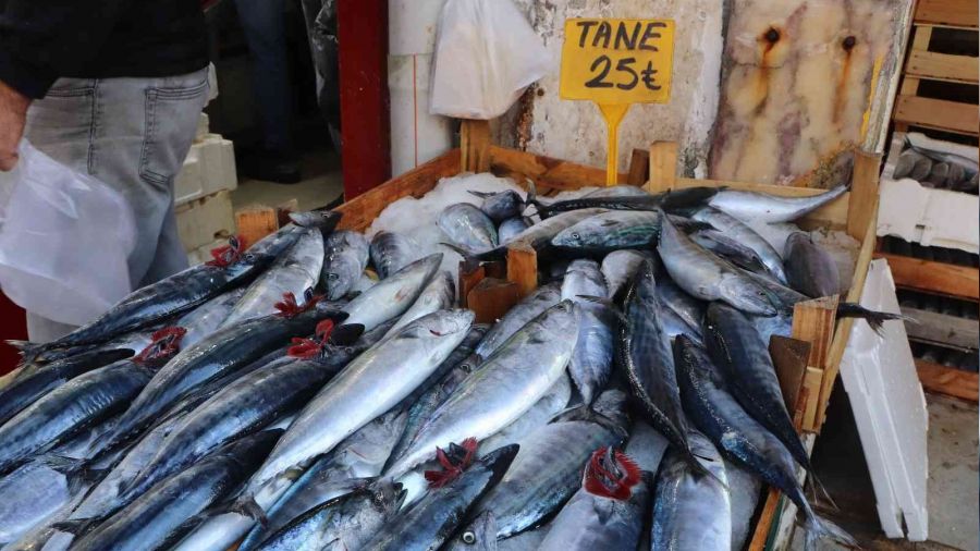 Karadeniz'de palamut zamanı