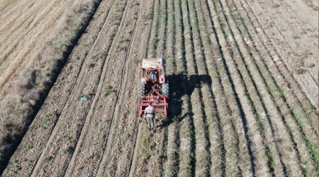 Kastamonu'da hasadı yapılan patatesin fiyatı çiftçilerin yüzünü güldürüyor