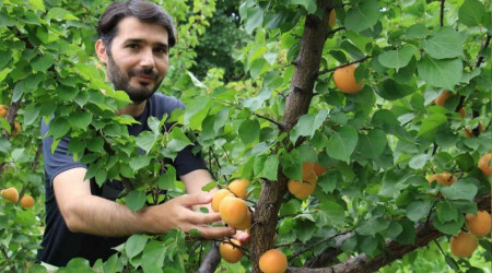 Kayısıda Çağataybey farkı