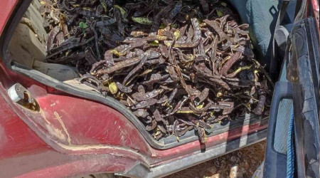 Keçiboynuzu hırsızları suçüstü yakalandı