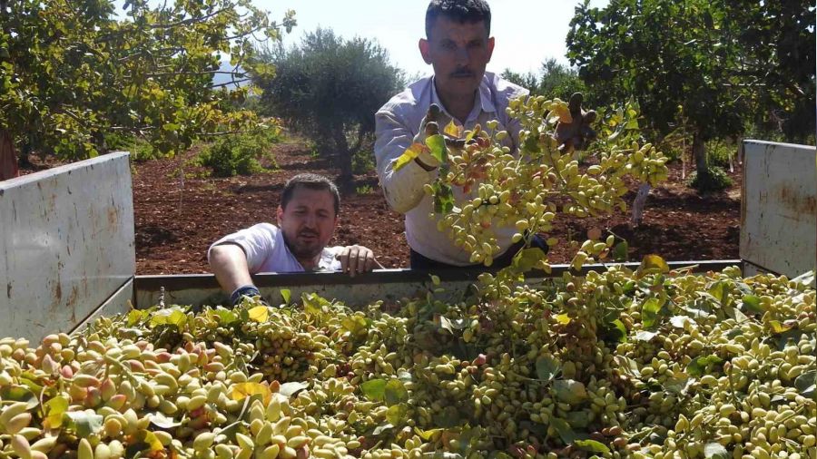 Kilis'te ye�il alt�n�n hasad� ba�lad�