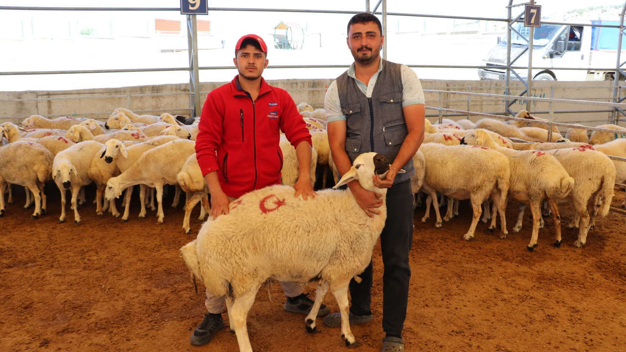 Kilis'teki hayvan pazarında kurbanlıklar alıcılarını bekliyor