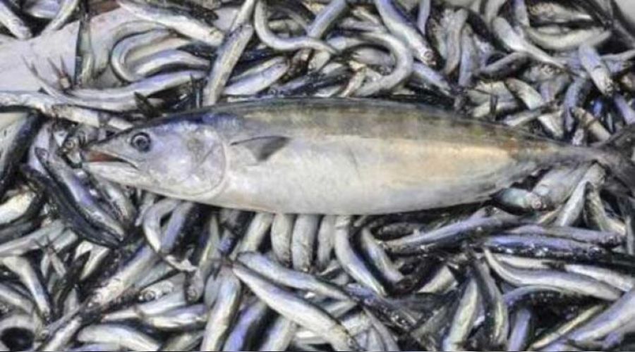 K�y�larda palamut ve hamsi bollu�u
