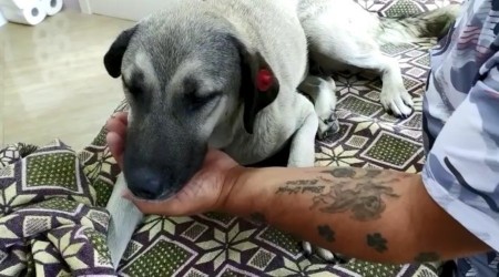 Köpeğin imdadına 'hayvan dostları' koştu