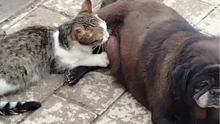 Kpek kediyi sokak ortasnda emzirdi