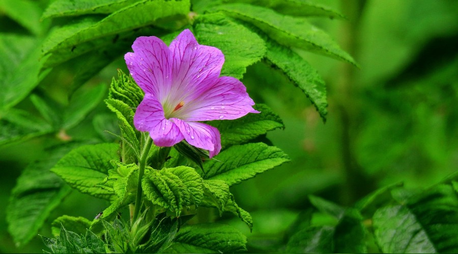 �Kulunu o mele�e havale eder�