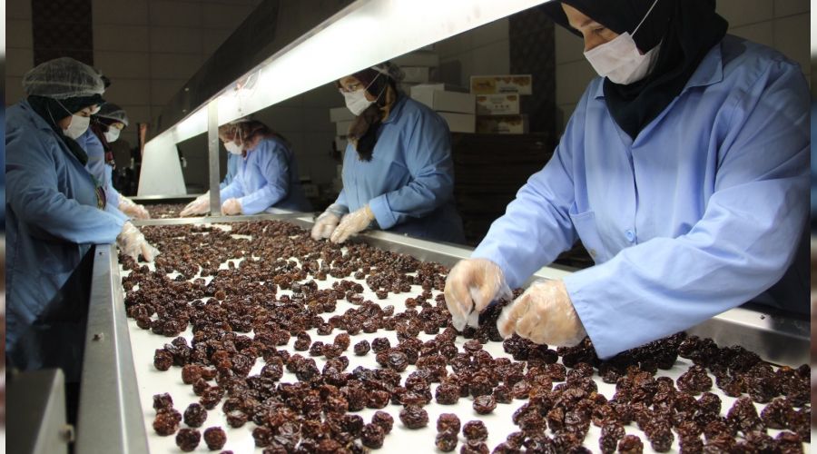 Kuru meyve �reterek pandemide daha da b�y�d�ler