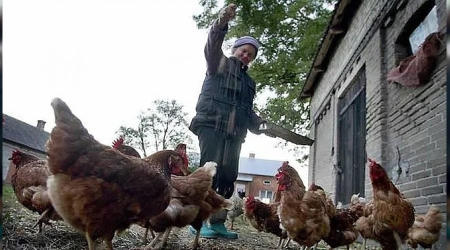 Ku� gribi Polonya'y� sars�yor