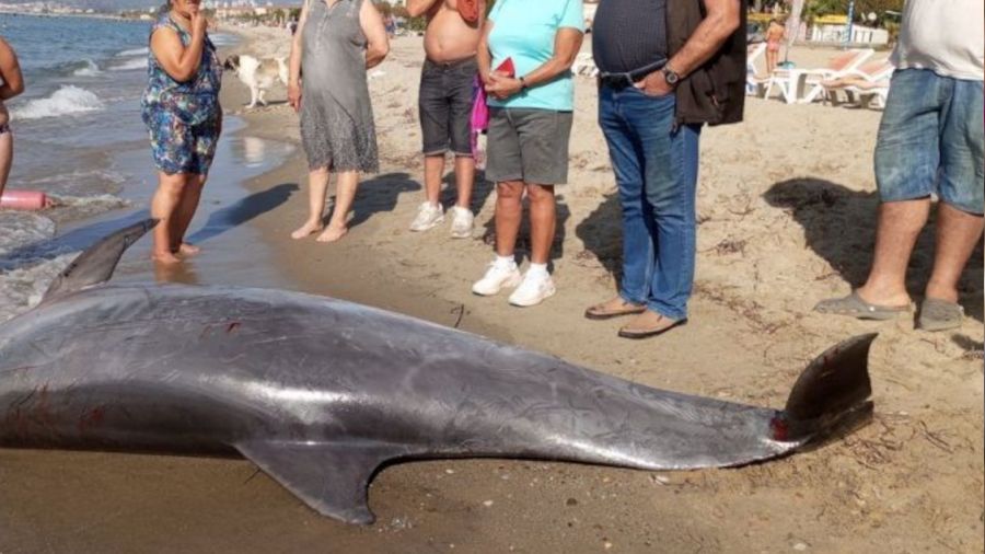 Kuşadası Körfezi'nde su yüzeyinde 'Afalina' türü yunus bulundu