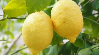 Limonlu sağlık: C vitamini kaynağı