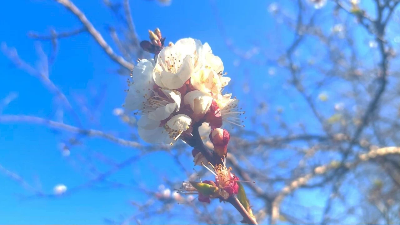 Manisa'ya yalanc� bahar geldi a�a�lar �i�ek a�t�