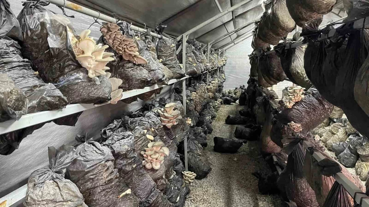 Mantar üreticilerin gözdesi oldu