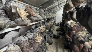 Mantar üreticilerin gözdesi oldu