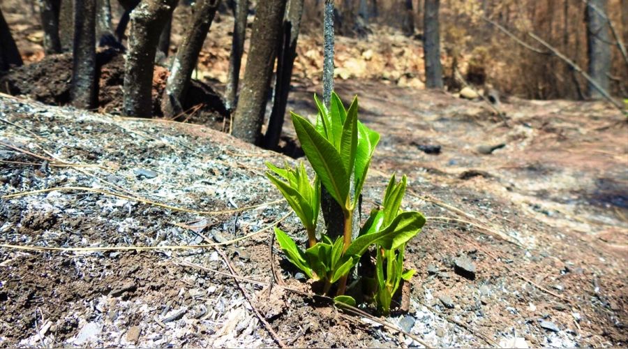 Marmaris'te do�a canlanmaya ba�lad�