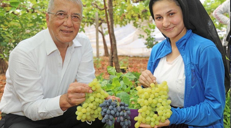 Mezitli'de örtü altı üzüm hasadı başladı