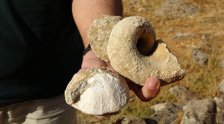 Muş'ta 35 milyon yıllık deniz canlıları fosili bulundu