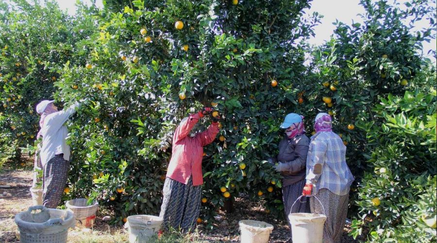 Narenciyede üretici memnun değil
