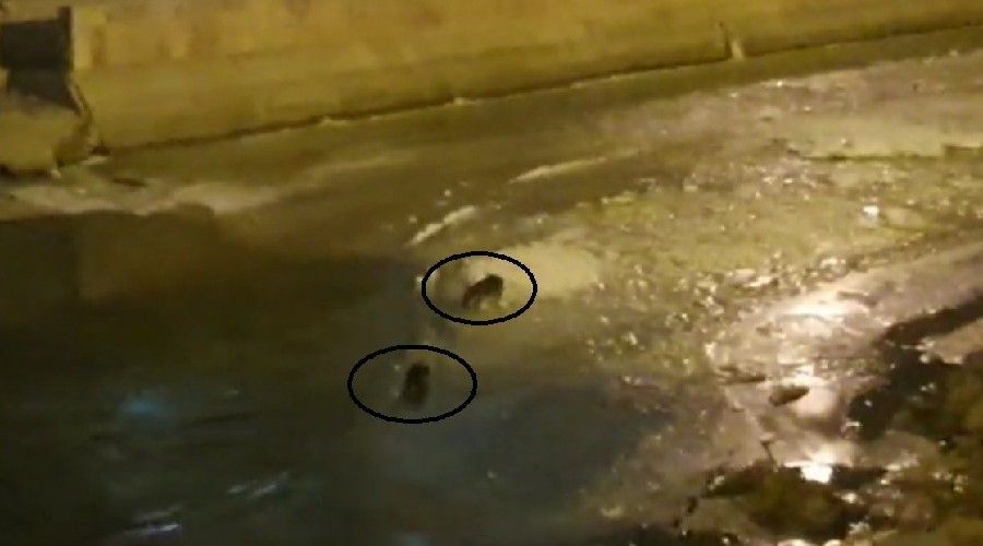 Nesli t�kenmekte olan su samurlar� �oruh Nehrinde g�r�ld�