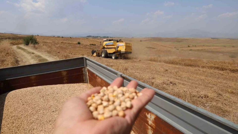 Nohutta hasat başladı: Tarlada kilosu 30-35 lira