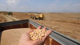 Nohutta hasat başladı: Tarlada kilosu 30-35 lira