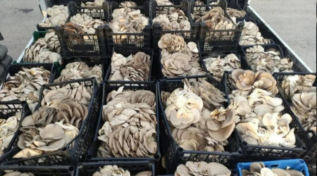 O ilçe istiridye mantarının üretim merkezi oldu