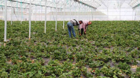 Organik çilek artık yılın 12 ayı üretiliyor