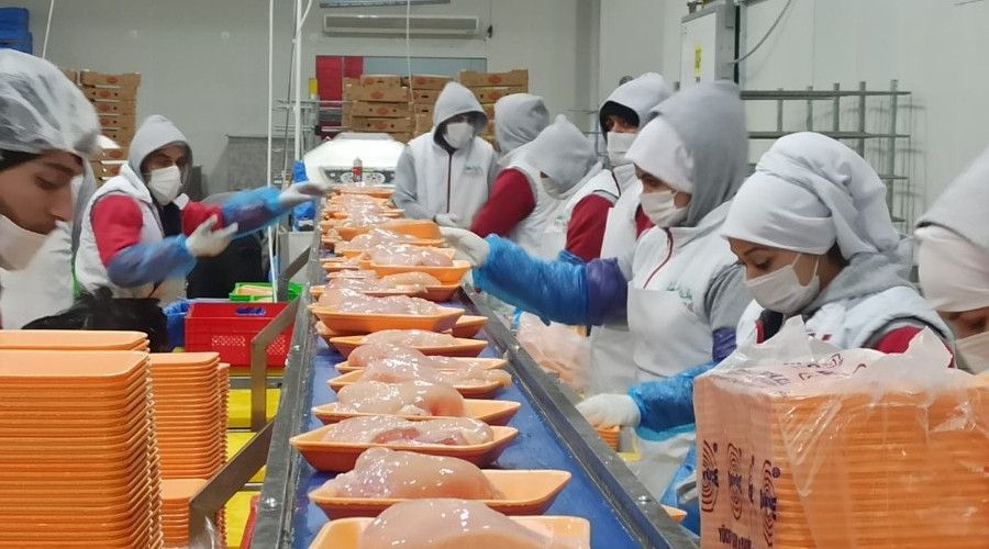 Orta Doğu'nun tavuğu Malatya'dan