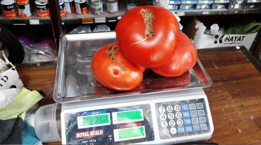 Osmanlı domatesi rekor kırdı
