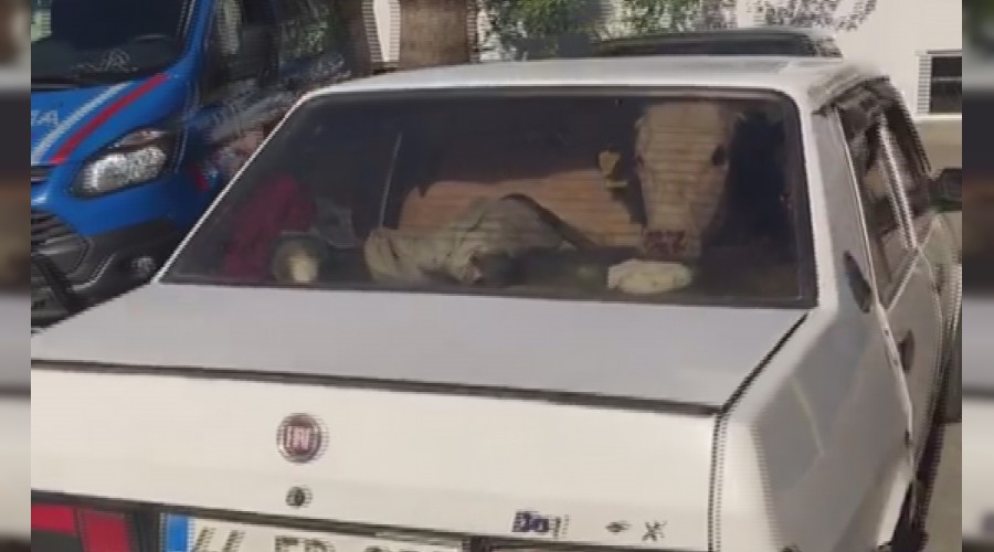 Otomobile inek atan hırsızlar yakalandı